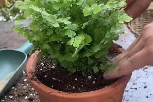 铁线蕨如何养殖,每月施加一次稀薄液肥