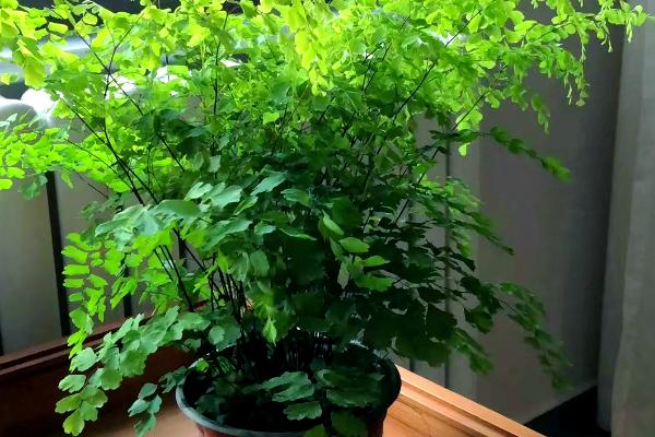 铁线蕨如何养殖,每月施加一次稀薄液肥