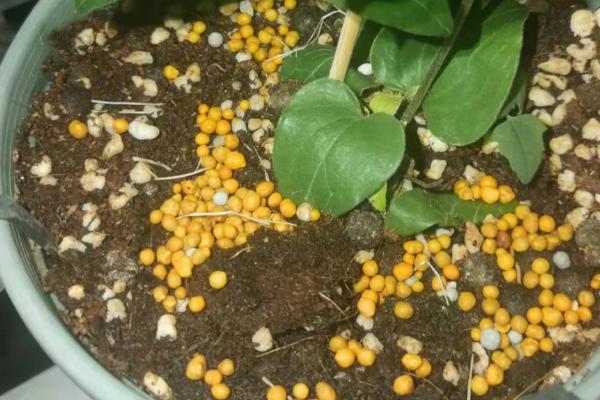 铁线蕨如何养殖,每月施加一次稀薄液肥