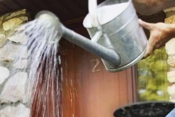 铁线蕨如何养殖,每月施加一次稀薄液肥