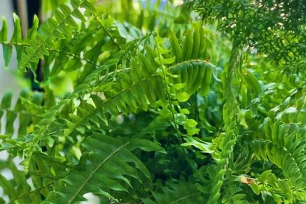 铁线蕨如何养殖,每月施加一次稀薄液肥