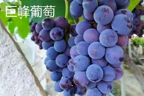 葡萄与提子有什么区别，外形、口感、结构等方面均不同