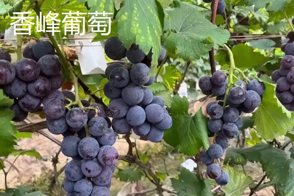 葡萄与提子有什么区别，外形、口感、结构等方面均不同