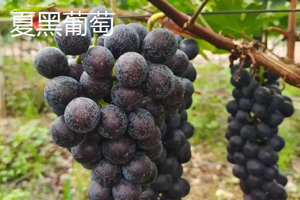 葡萄与提子有什么区别，外形、口感、结构等方面均不同