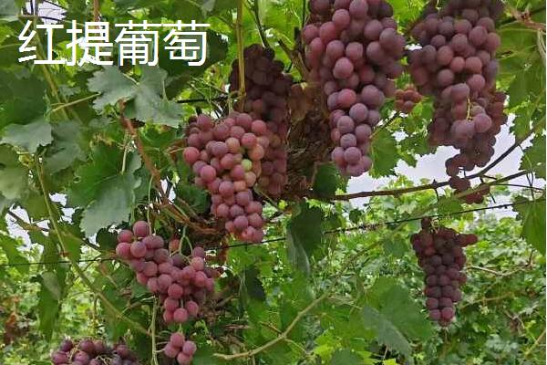 葡萄与提子有什么区别，外形、口感、结构等方面均不同