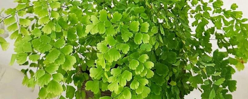 铁线蕨如何养殖，每月施加一次稀薄液肥