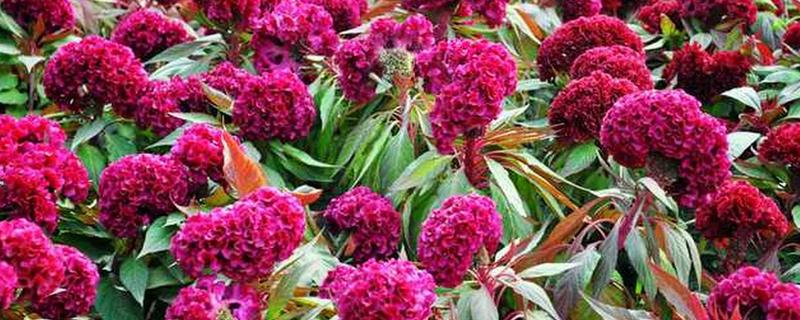 鸡冠花的花语,寓意真爱永恒、永生不死等