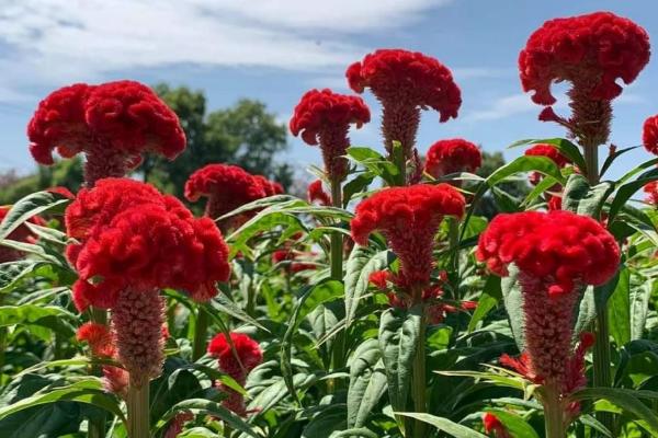 鸡冠花的花语,寓意真爱永恒、永生不死等