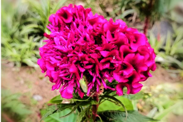 鸡冠花的花语,寓意真爱永恒、永生不死等