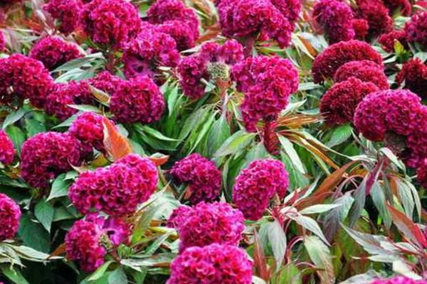 鸡冠花的花语,寓意真爱永恒、永生不死等