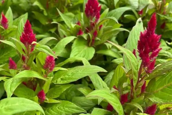 鸡冠花的花语,寓意真爱永恒、永生不死等