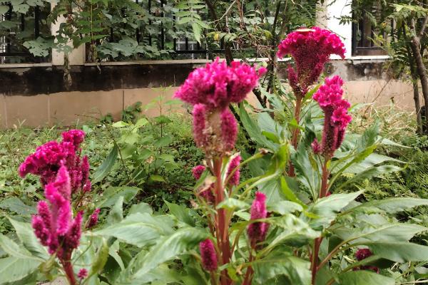 鸡冠花的花语,寓意真爱永恒、永生不死等