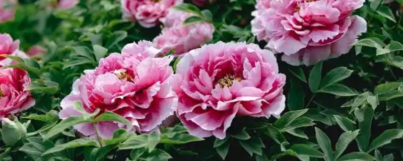 牡丹花的特点,其具有良好的耐寒能力