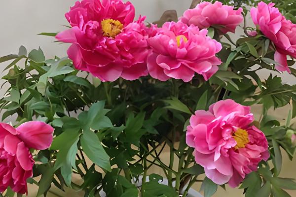 牡丹花的特点,其具有良好的耐寒能力