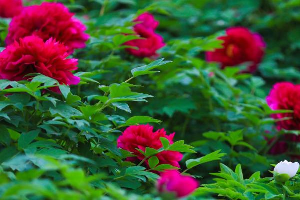 牡丹花的特点,其具有良好的耐寒能力