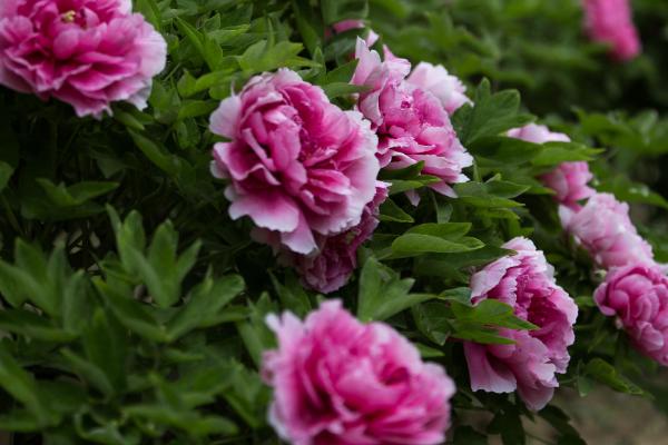 牡丹花的特点,其具有良好的耐寒能力