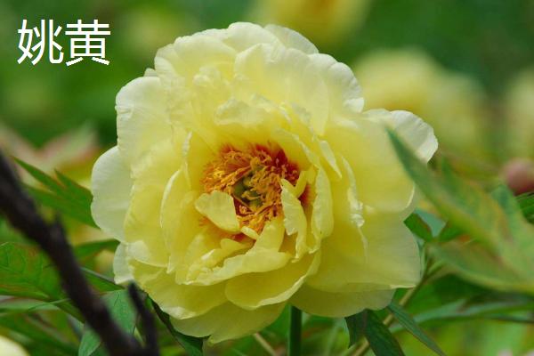 牡丹花的特点,其具有良好的耐寒能力