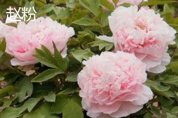 牡丹花的特点,其具有良好的耐寒能力