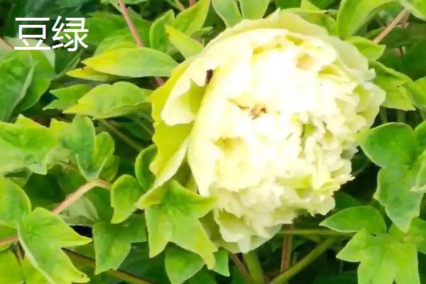 牡丹花的特点,其具有良好的耐寒能力