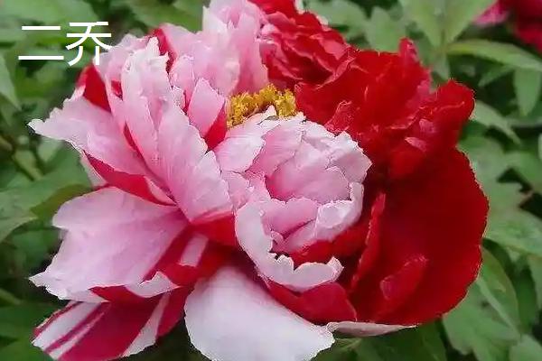 牡丹花的特点,其具有良好的耐寒能力