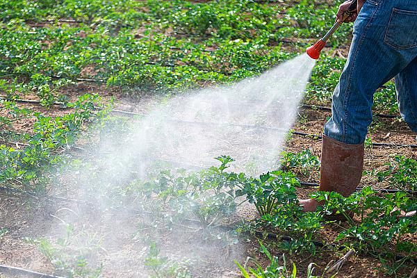 乙蒜素能防治哪些病害,对土传性病害、枯萎病、霜霉病等种类具有防效