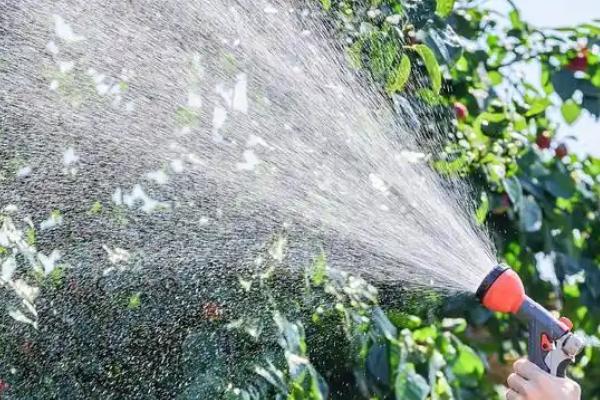 乙蒜素能防治哪些病害,对土传性病害、枯萎病、霜霉病等种类具有防效