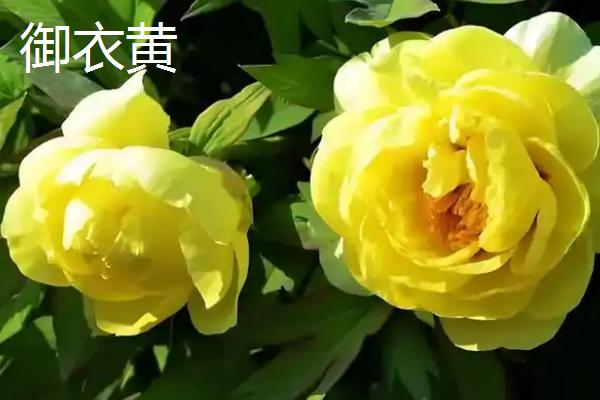 牡丹花的特点,其具有良好的耐寒能力