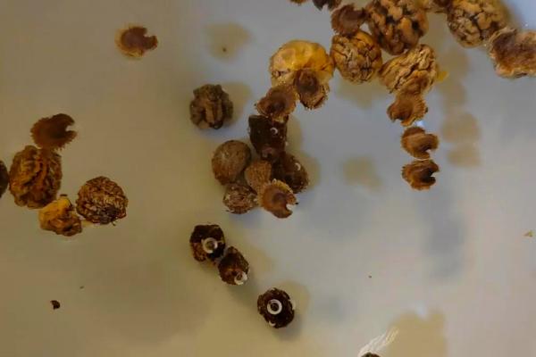 乙蒜素能防治哪些病害,对土传性病害、枯萎病、霜霉病等种类具有防效