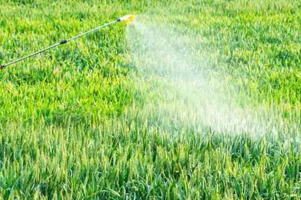 乙蒜素能防治哪些病害,对土传性病害、枯萎病、霜霉病等种类具有防效