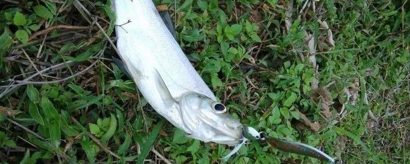 路亚翘嘴的适宜时间，一天之中适合在早上和傍晚作钓