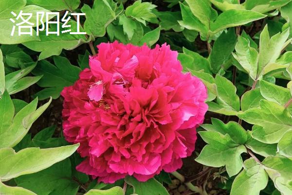 牡丹花的特点,其具有良好的耐寒能力