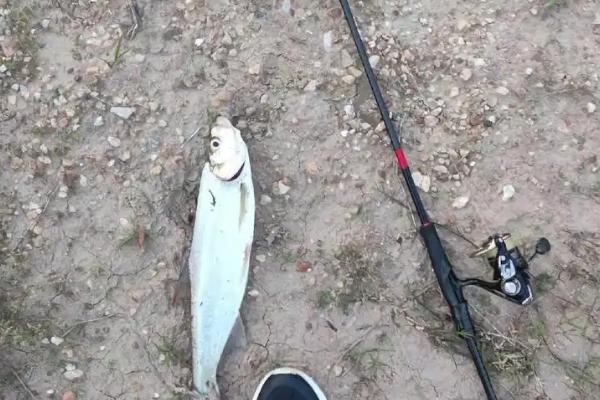 路亚翘嘴的适宜时间，一天之中适合在早上和傍晚作钓