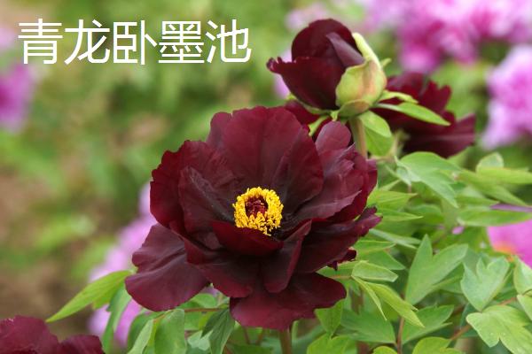 牡丹花的特点,其具有良好的耐寒能力