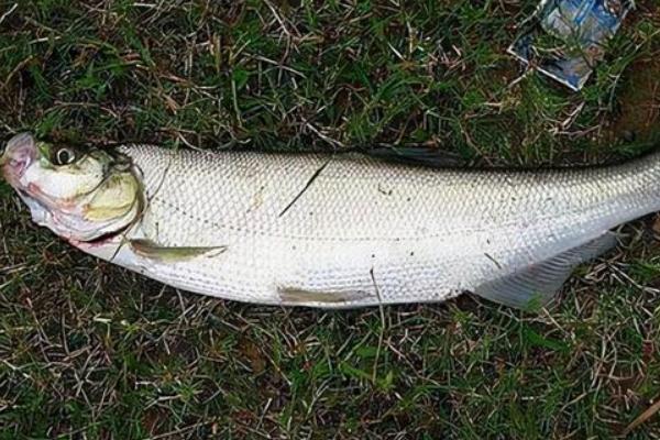 路亚翘嘴的适宜时间，一天之中适合在早上和傍晚作钓