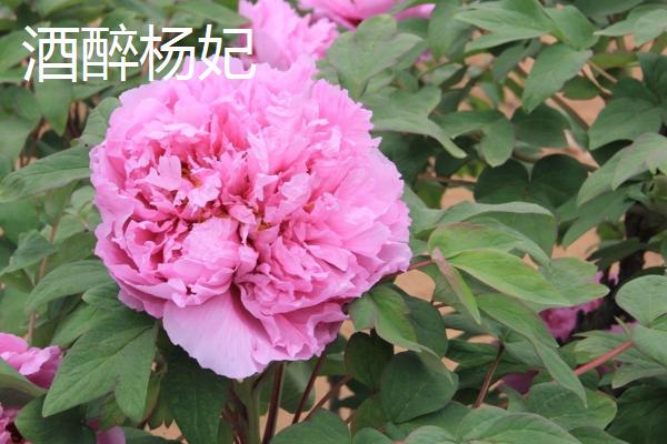 牡丹花的特点,其具有良好的耐寒能力