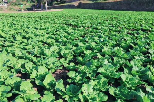 娃娃菜的生长期，生长期在两个月左右