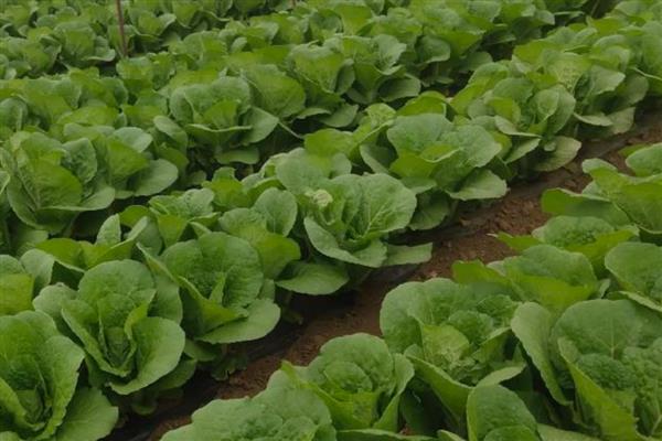 娃娃菜的生长期，生长期在两个月左右