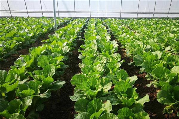 娃娃菜的生长期，生长期在两个月左右