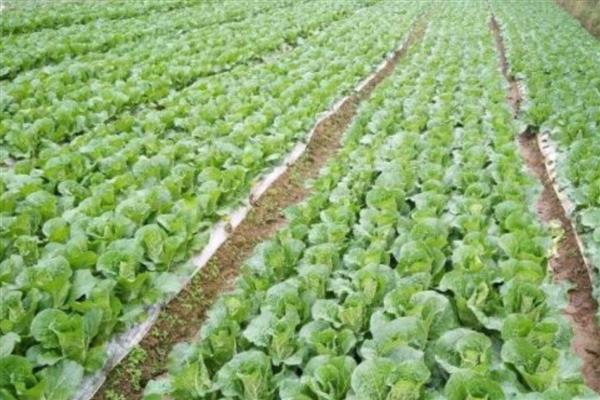 娃娃菜的生长期，生长期在两个月左右