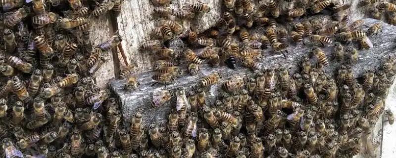 如何寻找山蜜蜂,发现采蜜蜂代表周围2-3公里内有蜂巢