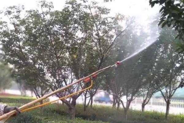 不可以打矮壮素的花木有哪些，所有品种皆可使用但不能过量