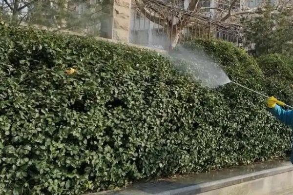 不可以打矮壮素的花木有哪些，所有品种皆可使用但不能过量