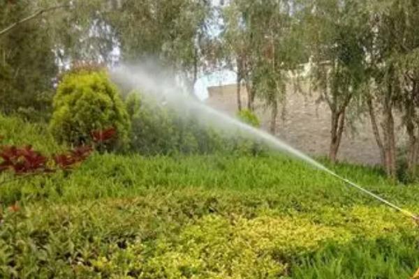 不可以打矮壮素的花木有哪些，所有品种皆可使用但不能过量