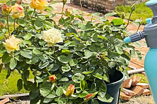 不可以打矮壮素的花木有哪些，所有品种皆可使用但不能过量