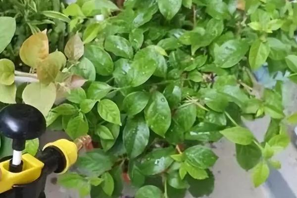 不可以打矮壮素的花木有哪些，所有品种皆可使用但不能过量