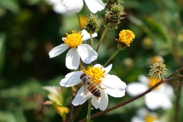 如何寻找山蜜蜂，发现采蜜蜂代表周围2-3公里内有蜂巢