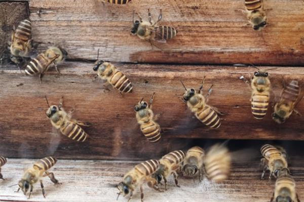 如何寻找山蜜蜂，发现采蜜蜂代表周围2-3公里内有蜂巢