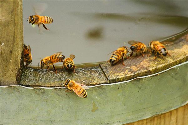 如何寻找山蜜蜂，发现采蜜蜂代表周围2-3公里内有蜂巢