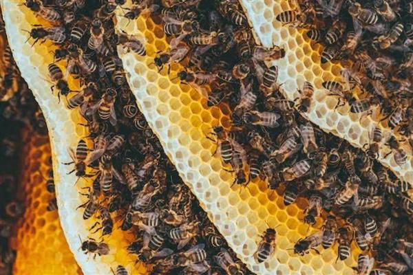 如何寻找山蜜蜂，发现采蜜蜂代表周围2-3公里内有蜂巢