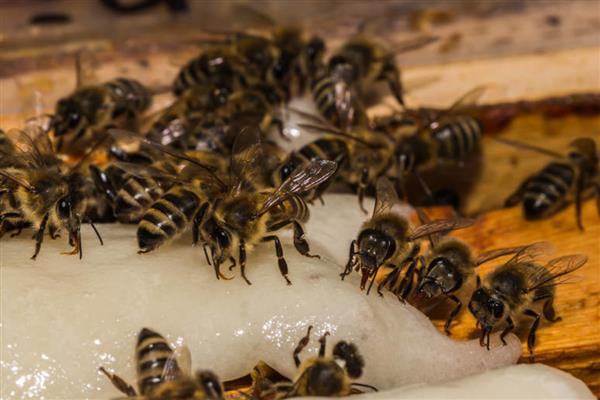 如何寻找山蜜蜂，发现采蜜蜂代表周围2-3公里内有蜂巢